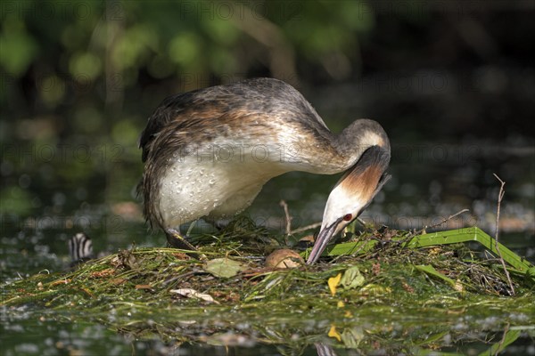 Great Crested Grebe (Podiceps cristatus), adult bird turning an egg in the nest, with chicks on its back, Krickenbecker Seen, North Rhine-Westphalia, Germany, Europe