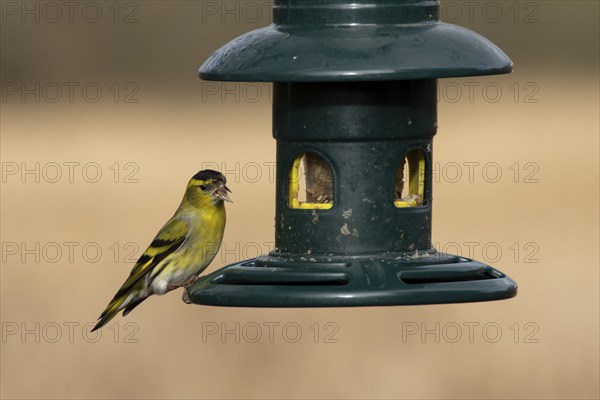 Siskin (Spinus spinus) adult male bird feeding at a garden bird feeder, Suffolk, England, United Kingdom, Europe