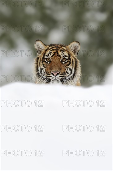 Sumatran tiger (Panthera tigris sumatrae) in the snow, captive, native to Sumatra, Indonesia, Asia