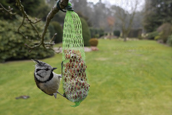 Crested Tit (Parus Scalloped ribbonfish), at a tit dumpling, winter feeding in the garden, North Rhine-Westphalia, Germany, Europe