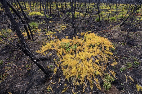 Fern growing on ash, burnt forest, Klondike Highway, Yukon, Canada, North America