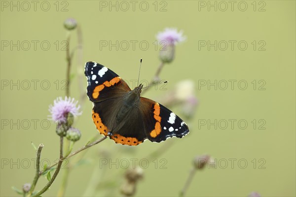 Admiral butterfly (Vanessa atalanta), butterfly sucking nectar from a thistle (Cirsium arvense) flower, insect, butterfly, wildlife, HANSAG, Lake Neusiedl, Burgenland, Austria, Europe