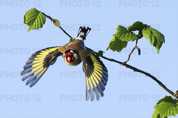 A european goldfinch (Carduelis carduelis) taking off with spread wings from a branch with fresh green leaves, Hesse, Germany, Europe