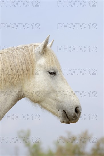 Camargue horse, portrait, Camargue, Provence, South of France