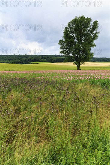 Solitary tree in opium poppy (Papaver somniferum), cultivation of edible poppy, poppy field, pink flowers, Germerode, Meißner, Geo-nature park Park Frau-Holle-Land, Hesse, Germany, Europe