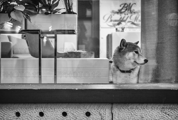 Dog looking curiously out of window, shop window, shop, Stuttgart, Baden-Württemberg, Germany, Europe