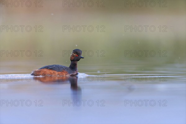 Black-necked grebe (Podiceps nigricollis), swimming in the water, Hides de El Taray / Floating Hid, Villafranca de los Caballeros, Castilla La Mancha / Toledo, Spain, Europe