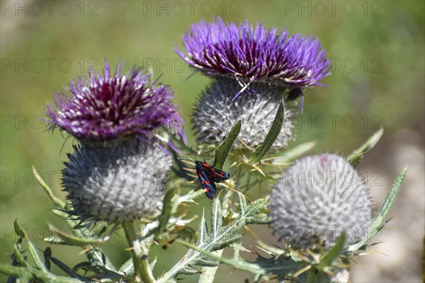 Woolly thistle (Cirsium eriophorum) with a six-spot burnet (Zygaena filipendulae), Salzburger Land, Austria, Europe