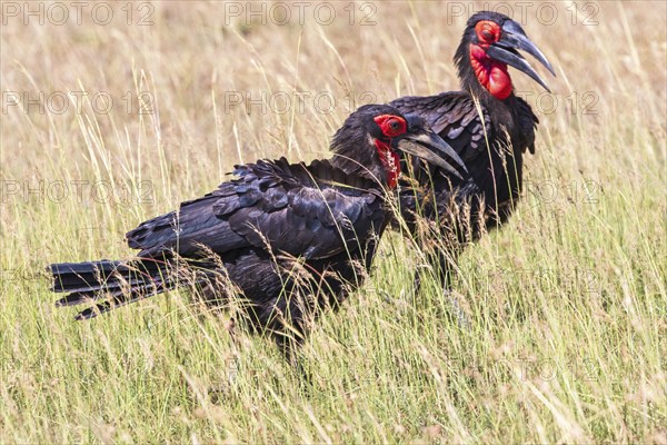 Beautiful pair of Southern ground hornbill (Bucorvus leadbeateri) birds in high grass on the savanna in Africa, Maasai Mara, Kenya, Africa