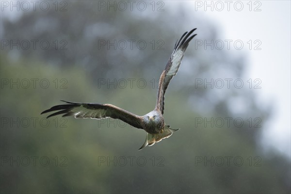 Red kite (Milvus milvus) adult bird in flight in a rain shower, Wales, United Kingdom, Europe