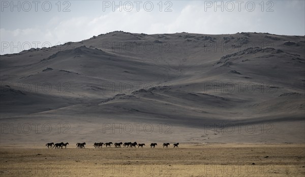 Herd of horses galloping in a meadow in front of a mountain, at the mountain lake Song Kul, Naryn region, Kyrgyzstan, Asia