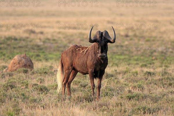 White-tailed wildebeest (Connochaetes gnou), adult, alert, Mountain Zebra National Park, Eastern Cape, South Africa, Africa