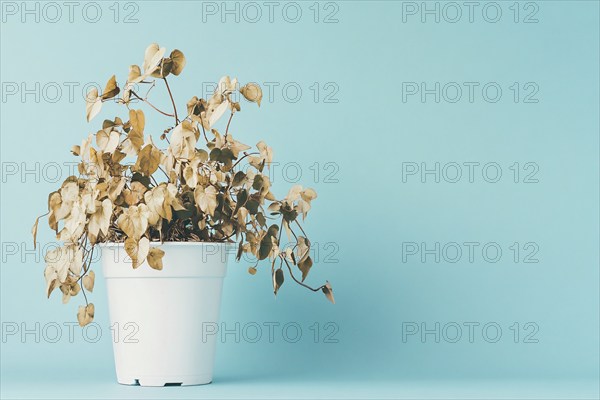 Neglected withered house plant with hanging dry leaves in white flower pot on blue background. Generative AI, AI generated