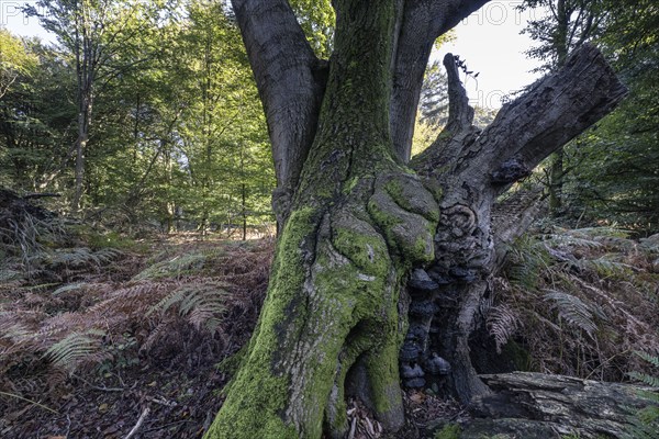 Old copper beech (Fagus sylvatica) and bracken fern (Pteridium aquilinum), Emsland, Lower Saxony, Germany, Europe