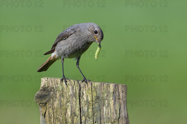 Black redstart (Phoenicurus ochruros gibraltariensis) female, first calendar year male perched on wooden fence post with caterpillar in beak in spring