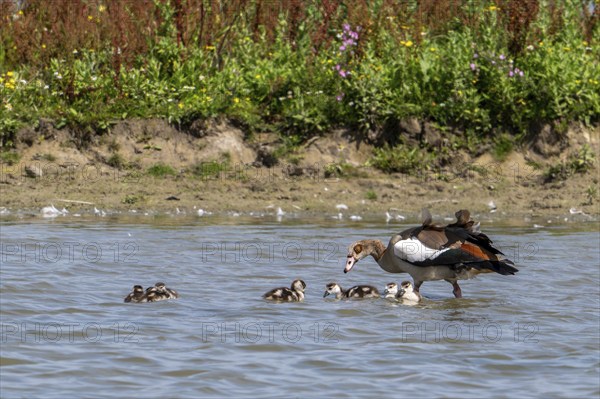 Egyptian goose (Alopochen aegyptiaca) with goslings swimming in pond in wetland in summer