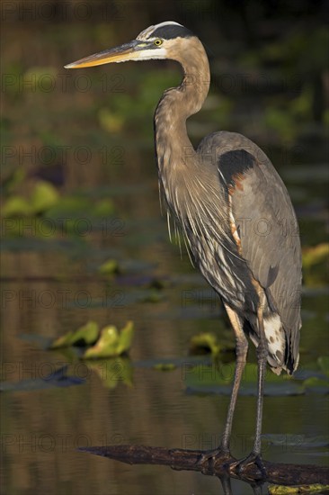 Canada Heron, (Ardea herodias), Anhinga Trail, Everglades NP, Everglades NP, Florida, USA, North America