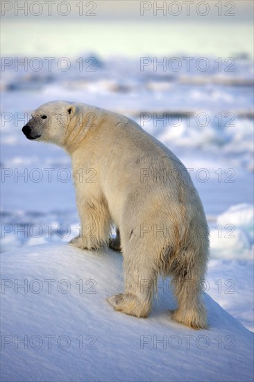 Polar bear on Spitsbergen, (Ursus maritimus), polar bear