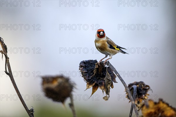 Goldfinch, goldfinch (Carduelis carduelis), adult bird foraging on a sunflower, Oberhausen, Ruhr area, North Rhine-Westphalia, Germany, Europe