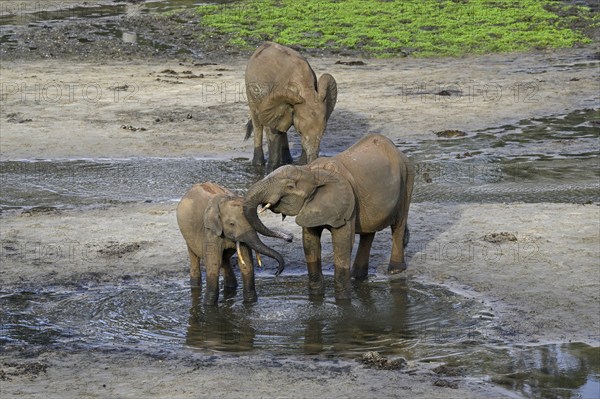 African forest elephants (Loxodonta cyclotis) in the Dzanga Bai forest clearing, Dzanga-Ndoki National Park, Unesco World Heritage Site, Dzanga-Sangha Complex of Protected Areas (DSPAC), Sangha-Mbaéré Prefecture, Central African Republic, Africa