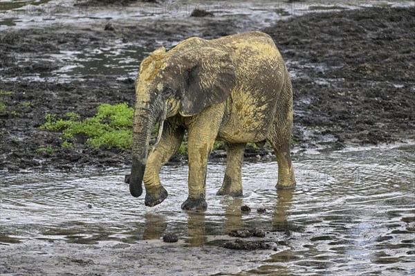 African forest elephant (Loxodonta cyclotis) in the Dzanga Bai forest clearing, Dzanga-Ndoki National Park, Unesco World Heritage Site, Dzanga-Sangha Complex of Protected Areas (DSPAC), Sangha-Mbaéré Prefecture, Central African Republic, Africa