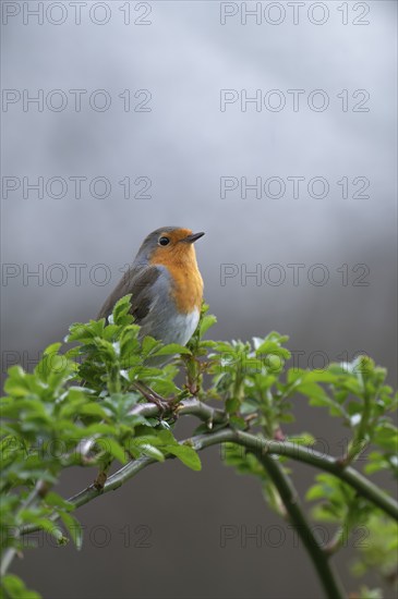 European robin (Erithacus rubecula) on curved branch with freshly sprouted green leaves in spring, looking to the right, background light blurred, Rombergpark, Dortmund, Ruhr area, Germany, Europe