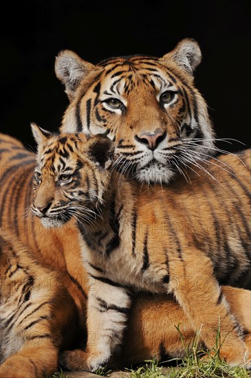 Sumatran tiger (Panthera tigris sumatrae), female with young, captive, occurring in Sumatra, Indonesia, Asia