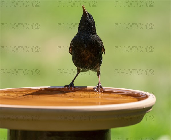 Common starling (Sturnus vulgaris) at a bird bath, Lower Saxony, Germany, Europe