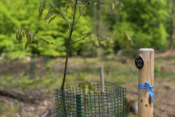 Cemetery forest, burial place in the forest, in biodegradable urns, under trees, Niederkrüchten, North Rhine-Westphalia, Germany, Europe