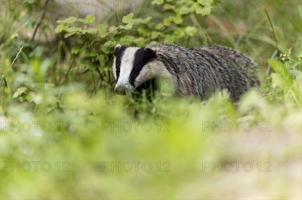 Badger curiously exploring the tall grass and surrounding vegetation, european badger (Meles meles), Germany, Europe