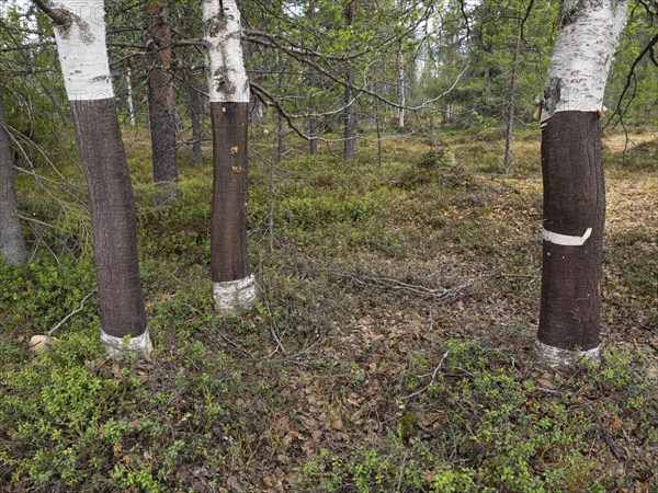 Hairy Birch (Betula pubescens) tree stems in forest, May, Finnish Lapland