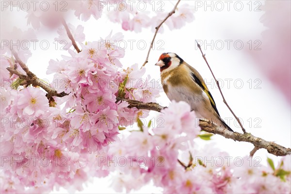 A european goldfinch (Carduelis carduelis) sitting between delicate pink cherry blossoms on a branch, Hesse, Germany, Europe