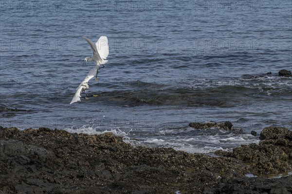 Little Egret (Egretta garzetta), fighting, Lanzarote, Canary Islands, Spain, Europe