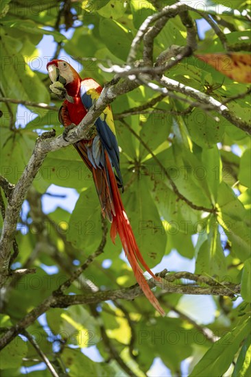 Scarlet macaws (Ara macao) in bengal almond (Terminalia catappa), Puntarenas province, Costa Rica, Central America