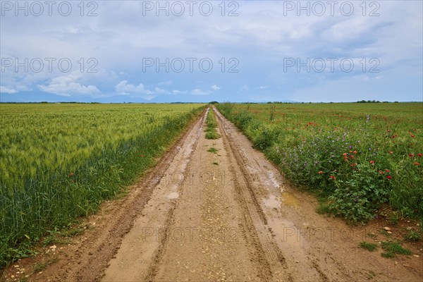 A rural country lane between green fields under a cloudy sky after a rain shower, summer, Valensole, Alpes-de-Haute-Provence, Provence-Alpes-Cote d'Azur, France, Europe