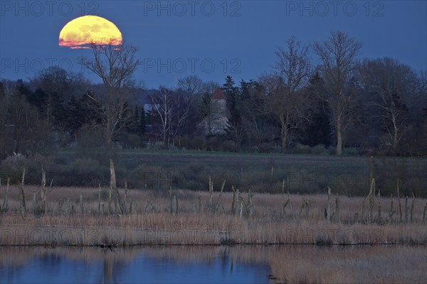 A full moon rises over a tranquil landscape with trees and a reflecting body of water, view of the Randow loop of the River Peene in the evening light at moonrise, wetland biotope with reeds, Flusslandschaft Peenetal nature park Park, Mecklenburg-Vorpommern, Germany, Europe