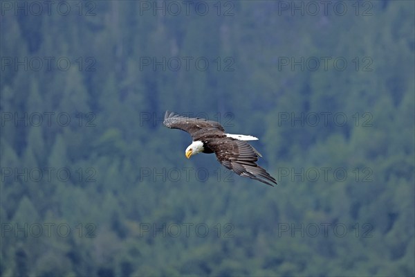 Bald eagle (Haliaeetus leucocephalus), flying, Hohenwerfen Castle, Salzburger Land, Austria, Europe