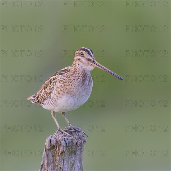 Snipe (Gallinago gallinago), standing on a wooden fence post, snipe birds, wildlife, nature photography, Ochsenmoor, Naturpark Dümmer See, Hüde, Lower Saxony, Germany, Europe