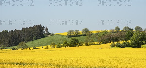 Landscape with fields of rapeseed in Ystad municipality, Skåne, Sweden, Scandinavia, Europe