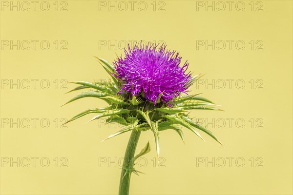 Blossom of carduus marianus (Silybum marianum) in close-up with blurred green background, Ternitz, Lower Austria, Austria, Europe