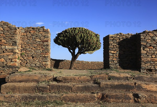 Ruins of the Palace of the Queen of Sheba near Axum, Aksum, Dongur Palace, Euphorbia candelabrum, Euphorbia tree, spurge, Ethiopia, Africa