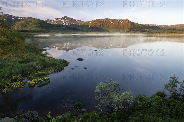 Landscape in the Lofoten Islands. Lake Lilandsvatnet, mountains behind. Yellow blooming marsh marigolds (Caltha palustris) in the left foreground. A light morning mist forms over the water. At night at the time of the midnight sun in good weather, blue sky. Golden hour. Reflection. Early summer. Vestvagoya, Lofoten, Norway, Europe