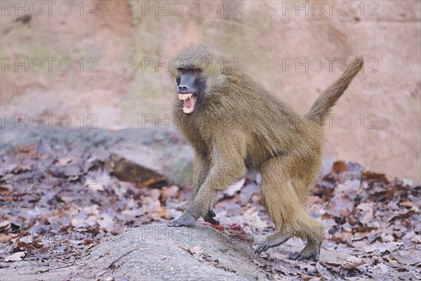 Guinea baboon (Papio papio) running on the ground, Bavaria, Germany Europe