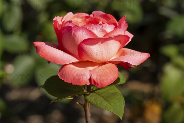 Red blossom of the hybrid tea rose (Rosa), North Rhine-Westphalia, Germany, Europe