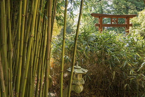 Bamboo, Botanical garden, Spring, Villa Carlotta, Tremezzo, Province of Como, Lake Como, Lago di Como, Lombardy, Italy, Europe