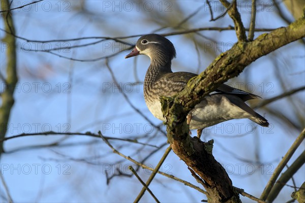 Mandarin duck (Aix galericulata), female, sitting in a tree, Heiligenhaus, North Rhine-Westphalia, Germany, Europe