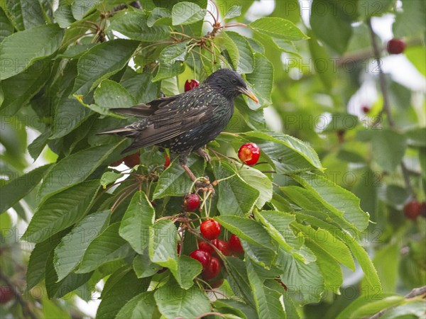 European Starling (Sturnus vulgaris), adult bird perched in a cherry tree, feeding on ripe cherries, Hesse, Germany, Europe