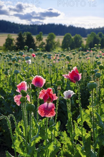 Poppy, (Papaver somniferum), poppy field, Waldviertel grey poppy, poppy village Armschlag, Waldviertel, Lower Austria, Austria, Europe