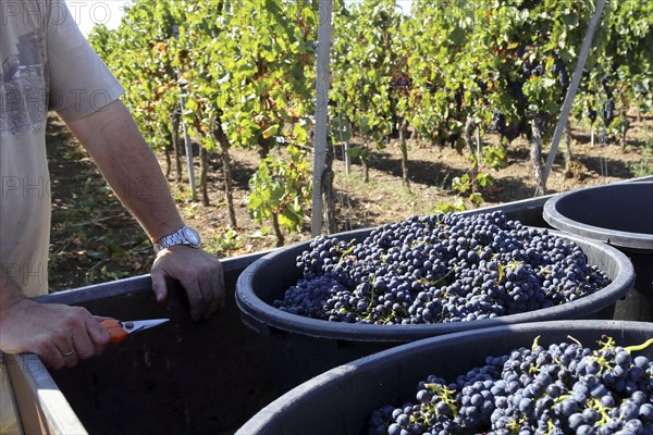 Grape grape harvest: Hand-picking Pinot Noir grapes in a vineyard in the Palatinate