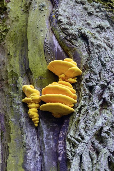 Bright yellow-orange mushrooms growing on a moss-covered tree trunk, sulphur polypore (Laetiporus sulphureus), family of stem mushroom relatives, Warmia-Masuria, Poland, Europe